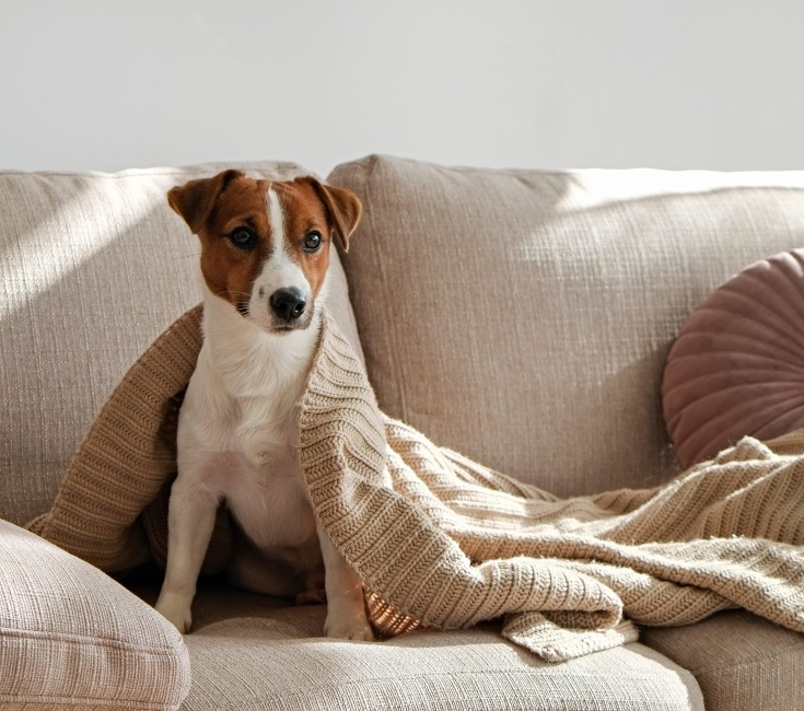 a dog laying on a couch